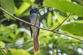 Amur Paradise Flycatcher Terpsiphone incei