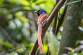 Amur Paradise Flycatcher Terpsiphone incei