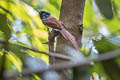 Amur Paradise Flycatcher Terpsiphone incei