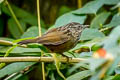 Annam Limestone Babbler Gypsophila annamensis