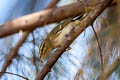 Arctic Warbler Phylloscopus borealis borealis