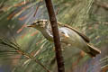 Arctic Warbler Phylloscopus borealis borealis