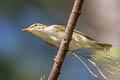 Arctic Warbler Phylloscopus borealis borealis