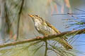 Arctic Warbler Phylloscopus borealis borealis