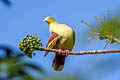 Ashy-headed Green Pigeon Treron phayrei phayrei