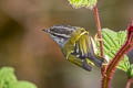 Ashy-throated Warbler Phylloscopus maculipennis maculipennis