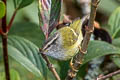 Ashy-throated Warbler Phylloscopus maculipennis maculipennis