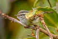 Ashy-throated Warbler Phylloscopus maculipennis maculipennis