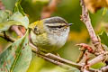 Ashy-throated Warbler Phylloscopus maculipennis maculipennis