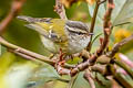 Ashy-throated Warbler Phylloscopus maculipennis maculipennis