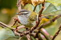 Ashy-throated Warbler Phylloscopus maculipennis maculipennis