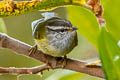 Ashy-throated Warbler Phylloscopus maculipennis maculipennis