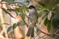 Ashy Bulbul Hemixos flavala bourdellei