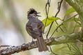 Ashy Bulbul Hemixos flavala bourdellei