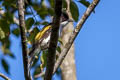 Ashy Bulbul Hemixos flavala bourdellei