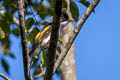 Ashy Bulbul Hemixos flavala bourdellei