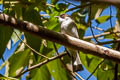 Ashy Bulbul Hemixos flavala hildebrandi