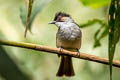 Ashy Bulbul Hemixos flavala bourdellei