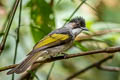 Ashy Bulbul Hemixos flavala bourdellei