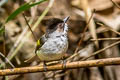 Ashy Bulbul Hemixos flavala bourdellei