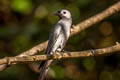 Ashy Drongo Dicrurus leucophaeus leucogenis