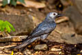 Ashy Drongo Dicrurus leucophaeus leucogenis