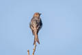 Ashy Drongo Dicrurus leucophaeus bondi