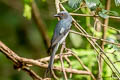 Ashy Drongo Dicrurus leucophaeus bondi