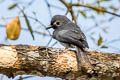 Ashy Drongo Dicrurus leucophaeus salangensis