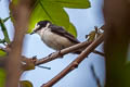 Ashy Minivet Pericrocotus divaricatus 