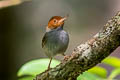 Ashy Tailorbird Orthotomus ruficeps cineraceus