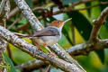 Ashy Tailorbird Orthotomus ruficeps cineraceus