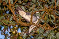 Ashy Wood Pigeon Columba pulchricollis 