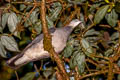 Ashy Wood Pigeon Columba pulchricollis 