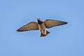 Ashy Woodswallow Artamus fuscus