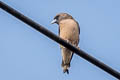 Ashy Woodswallow Artamus fuscus