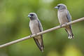 Ashy Woodswallow Artamus fuscus