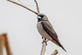 Ashy Woodswallow Artamus fuscus