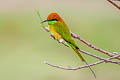 Asian Green Bee-eater Merops orientalis ferrugeiceps