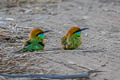 Asian Green Bee-eater Merops orientalis ferrugeiceps