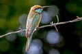 Asian Green Bee-eater Merops orientalis ferrugeiceps