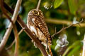 Asian Barred Owlet Glaucidium cuculoides bruegeli