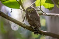 Asian Barred Owlet Glaucidium cuculoides bruegeli