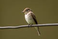 Asian Brown Flycatcher Muscicapa dauurica dauurica