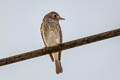 Asian Brown Flycatcher Muscicapa dauurica dauurica