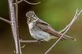 Asian Brown Flycatcher Muscicapa dauurica dauurica