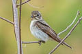 Asian Brown Flycatcher Muscicapa dauurica dauurica