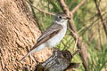 Asian Brown Flycatcher Muscicapa dauurica dauurica