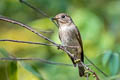 Asian Brown Flycatcher Muscicapa dauurica dauurica