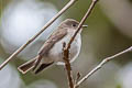 Asian Brown Flycatcher Muscicapa dauurica ssp.